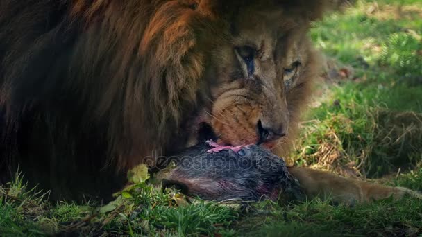 Lion 's Easting Dead Animal Ceup — стоковое видео