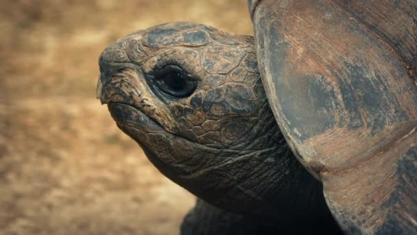 Tortuga en la playa Primer plano — Vídeos de Stock