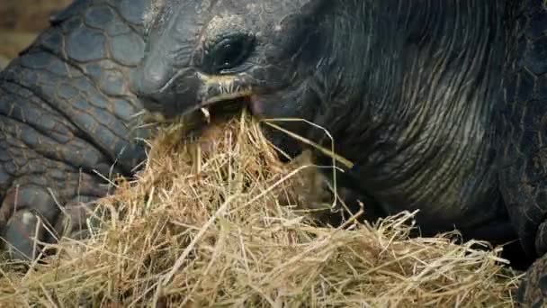 Tartaruga comendo grama seca Closeup — Vídeo de Stock