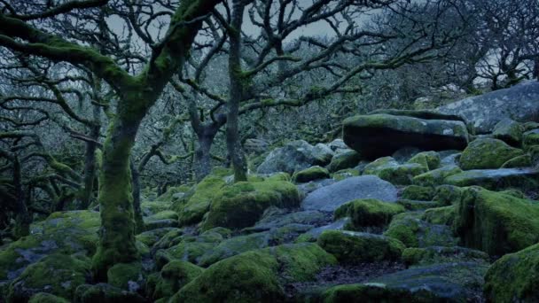 Uralter Wald an stürmischem Abend — Stockvideo