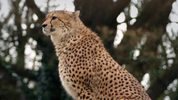 Cheetah alerta y mirando a su alrededor — Vídeo de stock