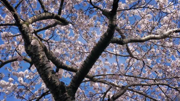 Дерево в полном расцвете в солнечный день — стоковое видео