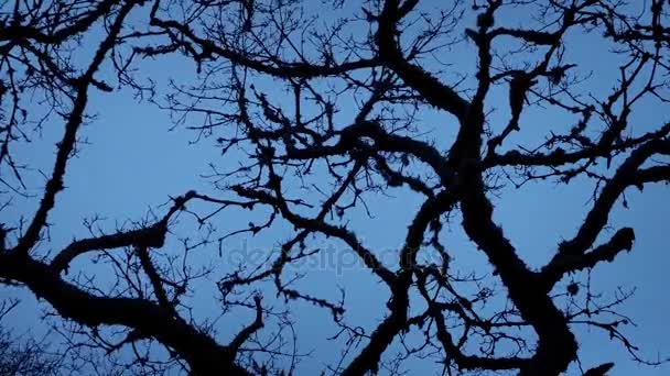 Antiche ramificazioni di alberi luccicanti nel vento — Video Stock