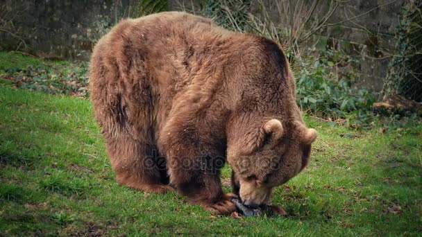 Bear In Rerserve Eating Meat — Stock Video