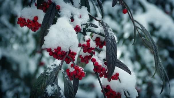 Arbustos de bayas en invierno con nieve cayendo — Vídeos de Stock