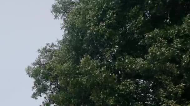 Gran árbol sacudiéndose en el viento — Vídeo de stock