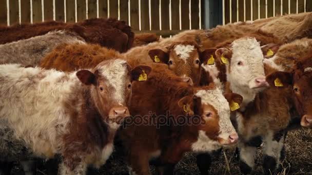 Vacas leiteiras a olhar para a frente — Vídeo de Stock