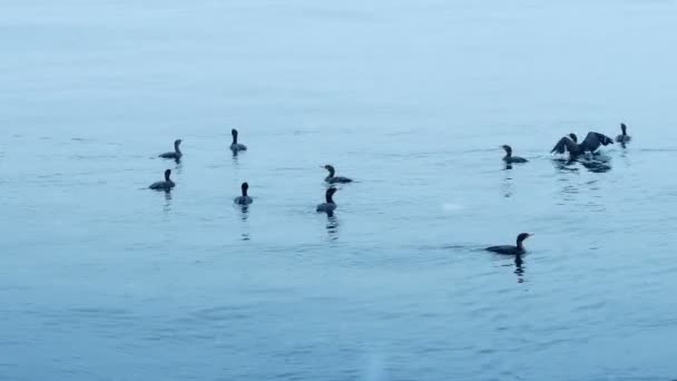 Canards sur l'eau en hiver — Video