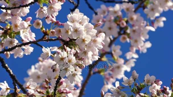 Blomma blommar med bina flyger Aroun — Stockvideo