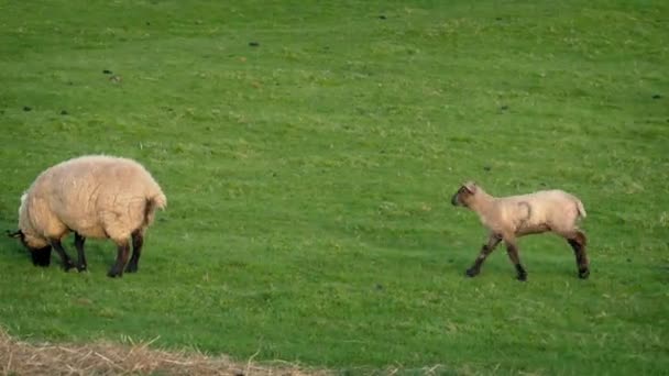 Suivre l'agneau courant à travers le champ herbeux 