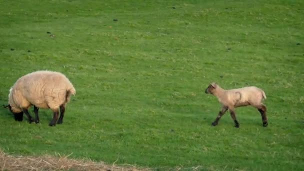 Following Lamb Running Across Grassy Field — Stock Video