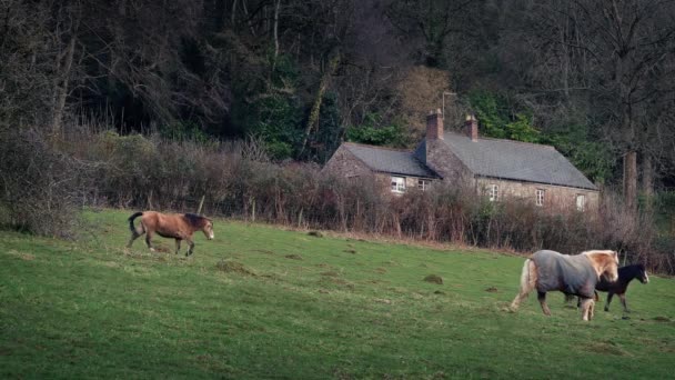 Paarden lopen rond veld door huis — Stockvideo