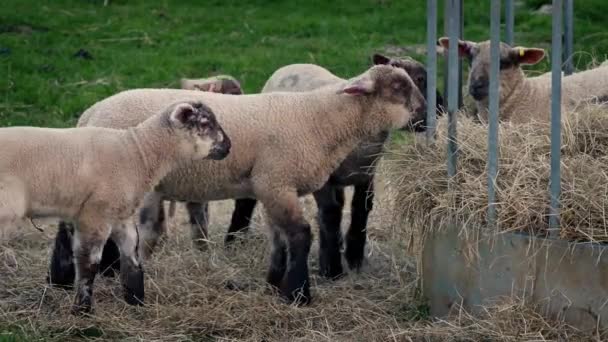 Corderos comiendo en el comedero — Vídeo de stock