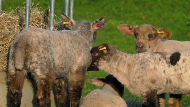 Lämmer fressen abends Heu am Futterhäuschen — Stockvideo