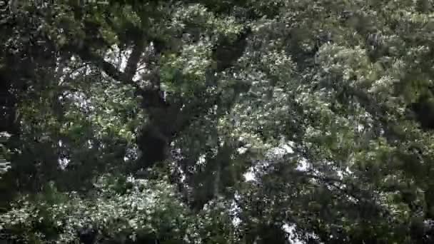 Árbol grande balanceándose en clima tormentoso — Vídeo de stock