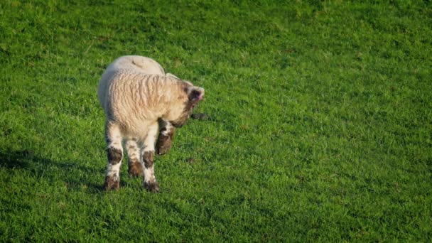 羊羔在字段上阳光灿烂的日子 — 图库视频影像