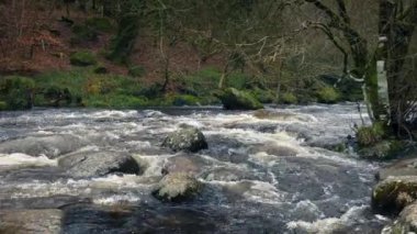 Engebeli ormanlık Nehri pan