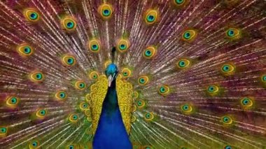 Tavus kuşu tüyleri sallıyor