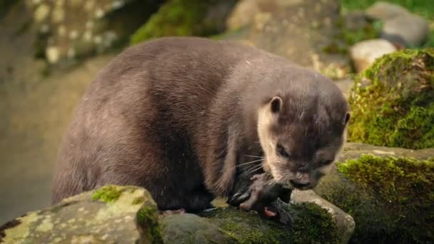 Eten op de rotsen door rivier otter — Stockvideo