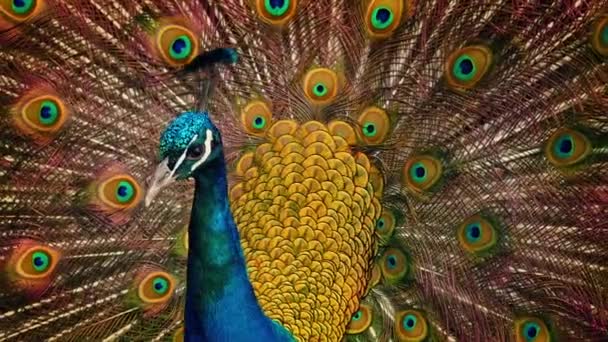 Med fantastiska färgstarka fjäderdräkt påfågel — Stockvideo