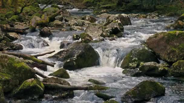 Γραφικό ποταμό στην άγρια φύση — Αρχείο Βίντεο