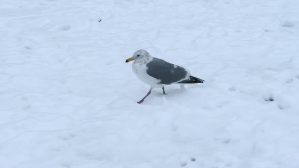 Gaviota caminando en la nieve — Vídeo de stock