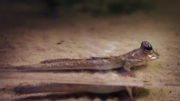 Pequeña criatura prehistórica en aguas poco profundas — Vídeo de stock