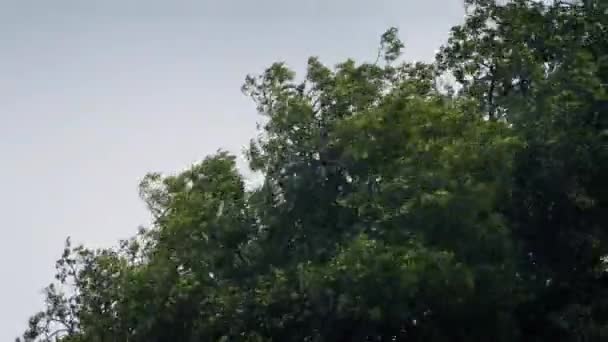 Un arbre tombe dans une violente tempête 