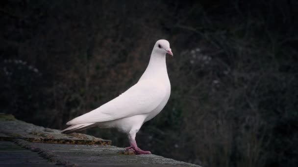 Paloma blanca vuela fuera de la cornisa — Vídeos de Stock