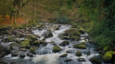 Güzel Woodland Nehri'nin ilmekledi atış