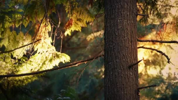 Arbre au coucher du soleil avec du pollen soufflant 