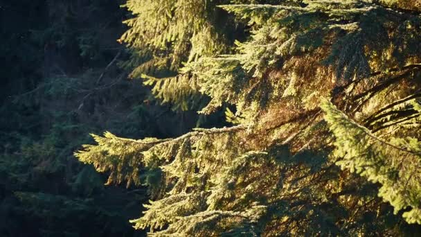 Tree Branches In Golden Evening Sun — Stock Video