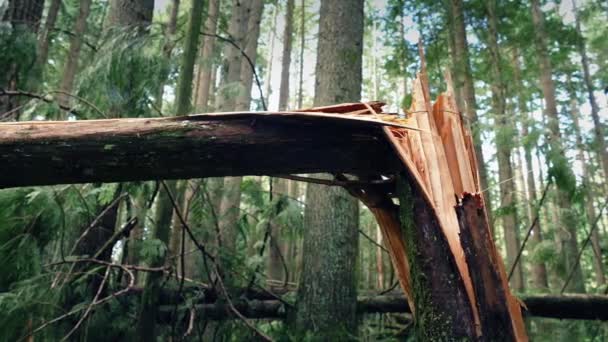 Die langs de boom gebroken doormidden door Storm — Stockvideo