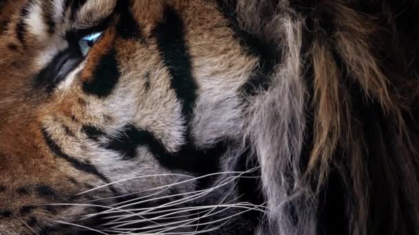 Tygří tvář Detailní
