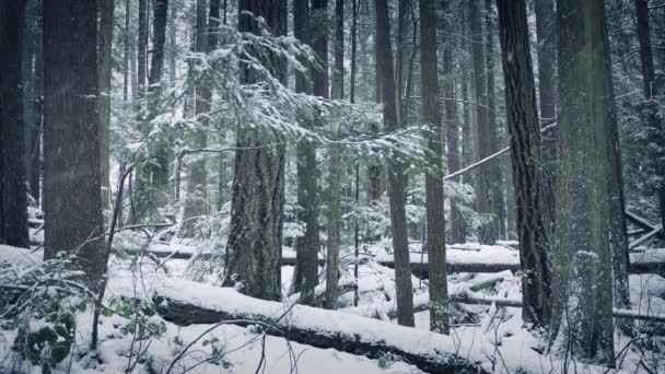 Bosque salvaje en la nieve — Vídeo de stock