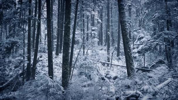 Bosque de invierno en la nieve — Vídeo de stock