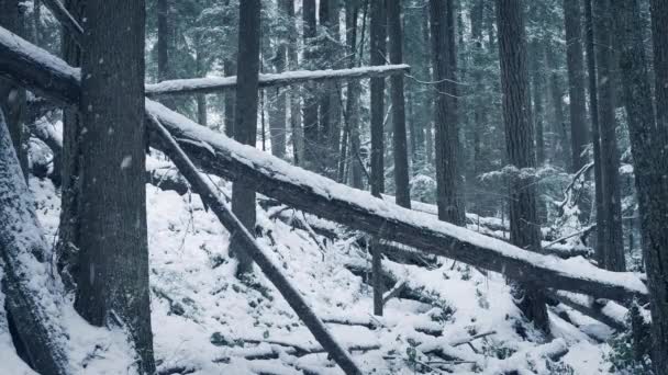 Fallna loggar i snön — Stockvideo