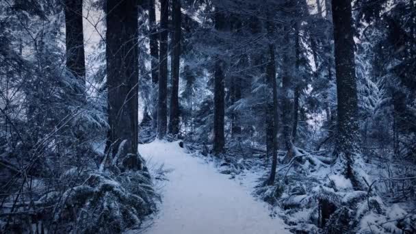 Camino del bosque en invierno con nieve cayendo — Vídeos de Stock