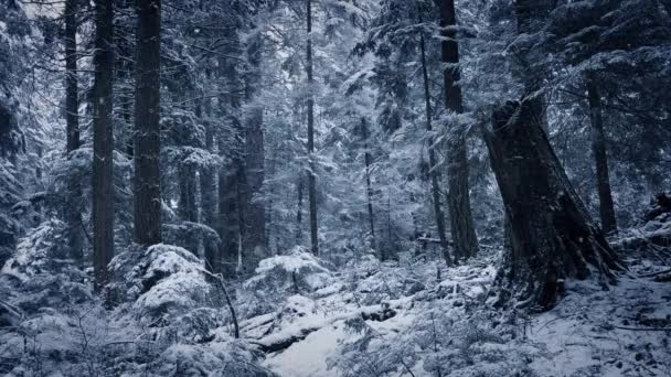 白雪覆盖的森林边坡 — 图库视频影像