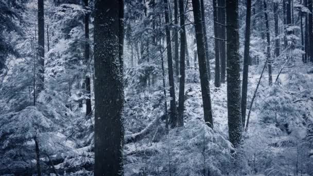 Bosque escena de invierno con nieve cayendo — Vídeo de stock