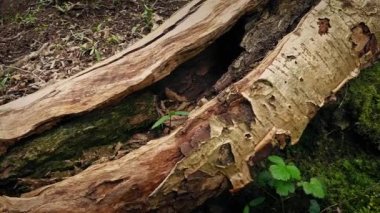Sarp eski ağaç yüzeyi boyunca hareket