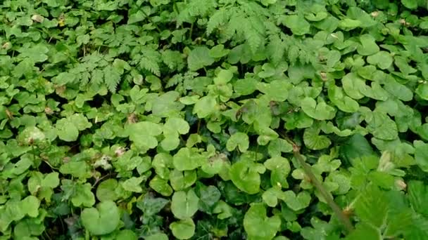 Deslizamiento sobre el suelo del bosque de hojas — Vídeos de Stock