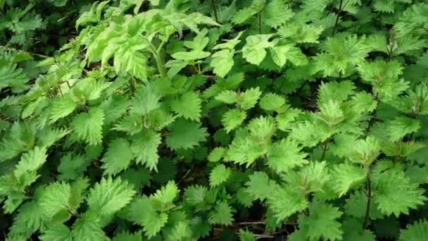 Moving Over Bank Of Stinging Nettles — Stock Video