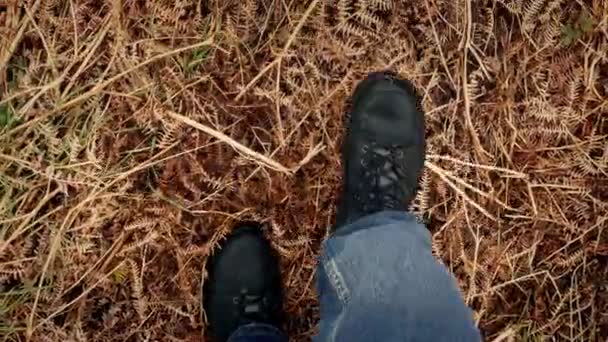 POV caminando sobre helechos secos en el bosque — Vídeo de stock