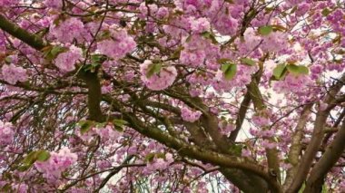 Pembe çiçek çiçek ağaç üzerinde