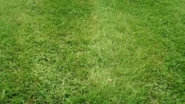 Se déplacer sur l'herbe fraîchement coupée 