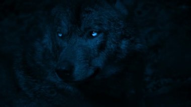 Kurt Growls karanlıkta Parlak gözlü