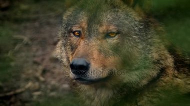 Ormanda kurt yan görünüm