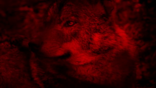 Loup regardant autour de sang rouge Résumé — Video