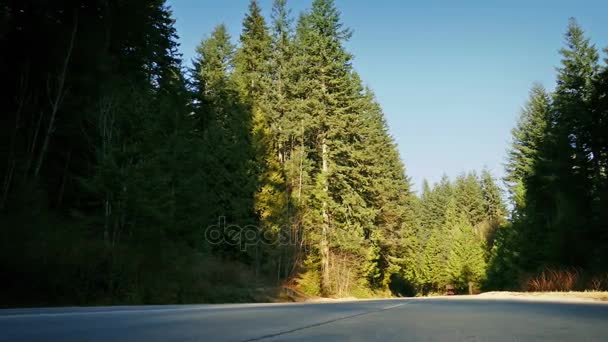 Traverser la route dans la forêt de l'après-midi — Video